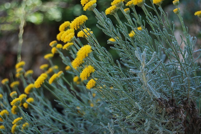 Hausmittel bei Rosacea