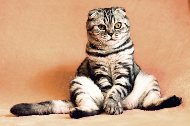 Kann man Scharlach auf Haustiere übertragen? Erfahre alles über das Risiko für Hunde und Katzen, die Rolle von Tieren als Keimträger und wie du deine Familie schützt.